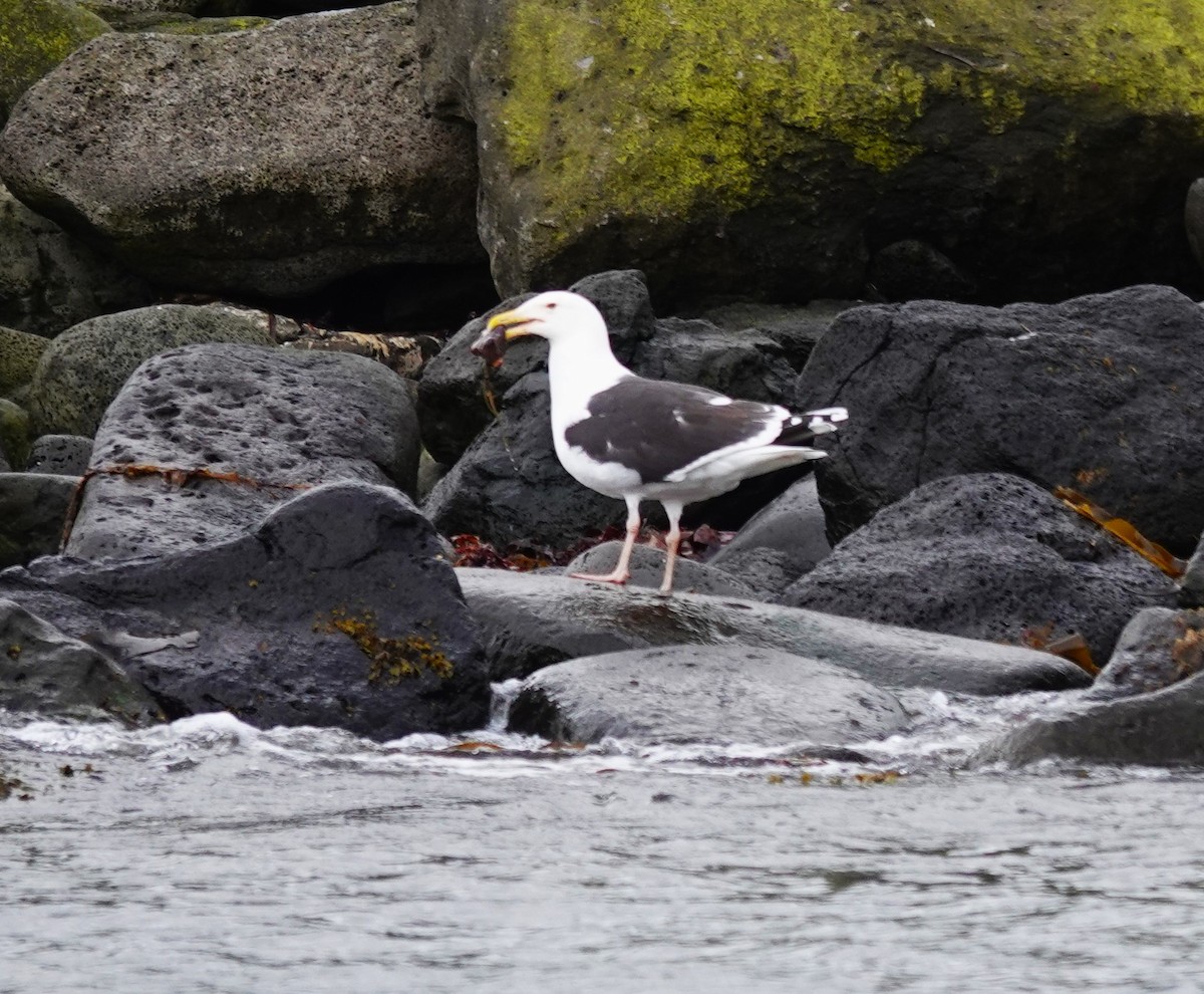 Great Black-backed Gull - ML620877392