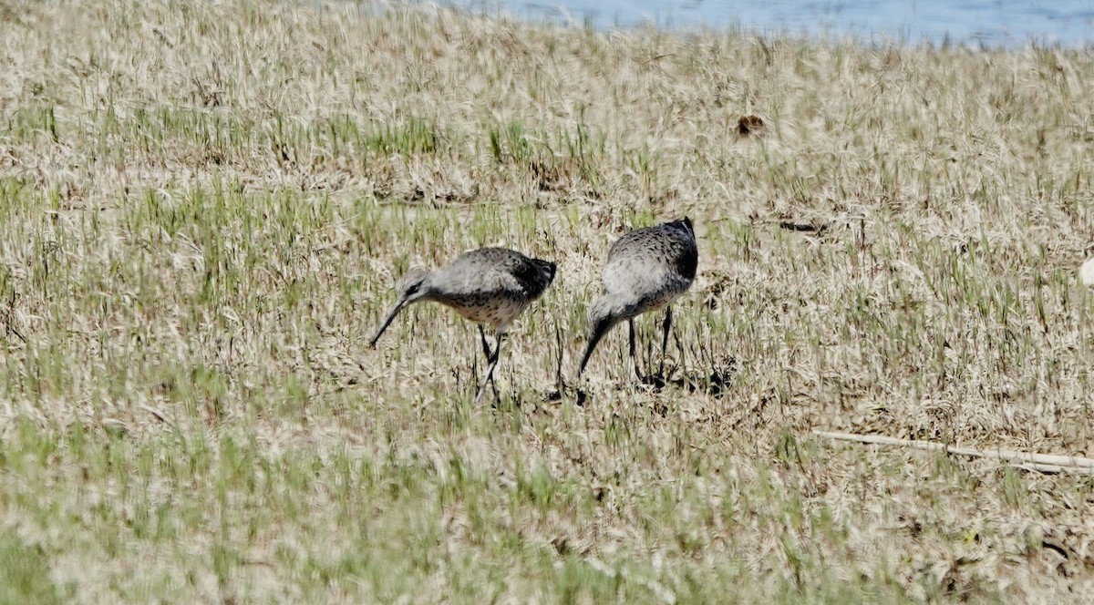 vodouš břehoušovitý (ssp. inornata) - ML620877395