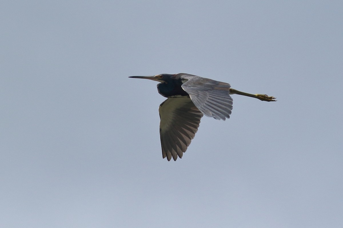 Tricolored Heron - ML620877404