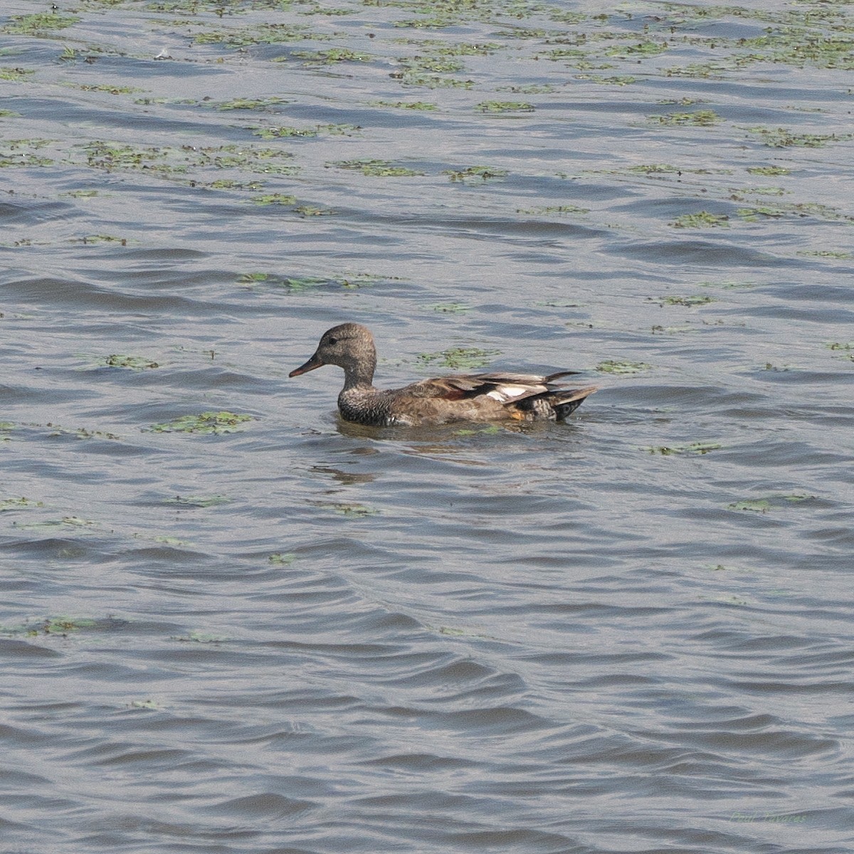 Gadwall - ML620877405