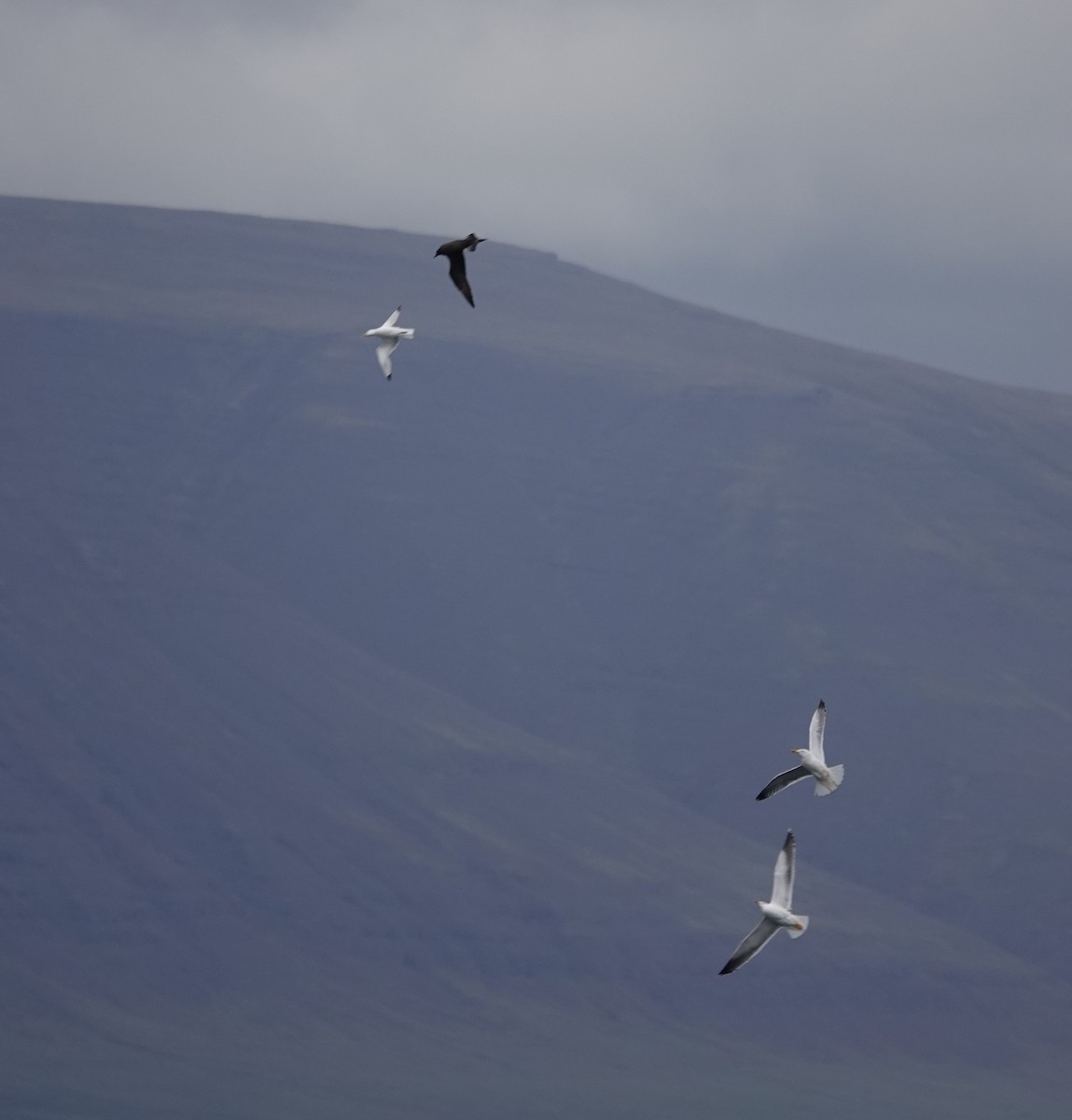 Parasitic Jaeger - ML620877407