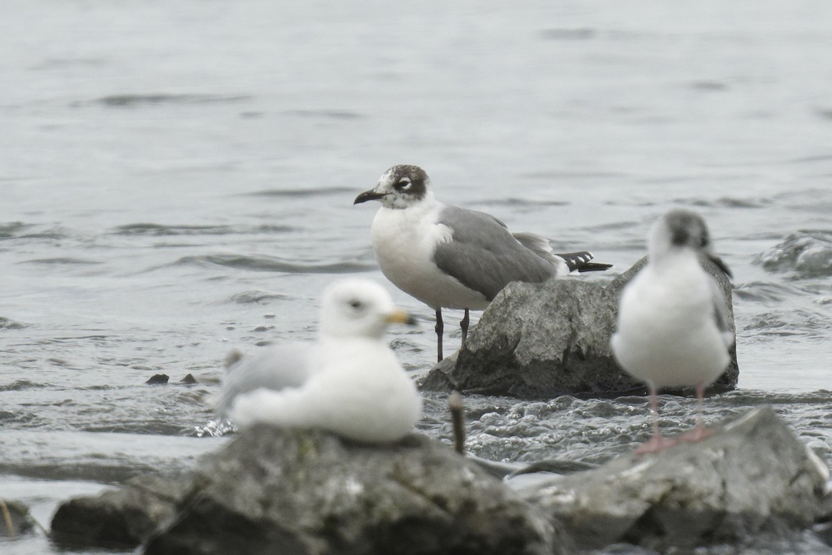 Franklin's Gull - ML620877412