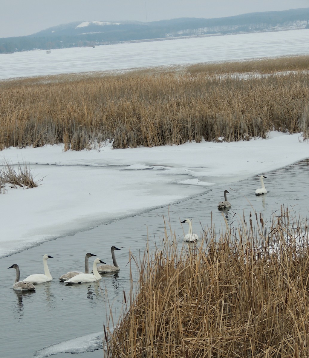 Trumpeter Swan - ML620877414