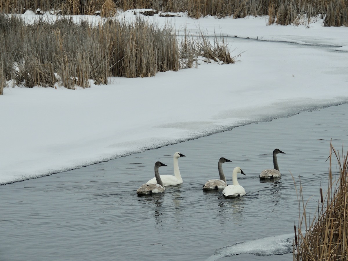 Trumpeter Swan - ML620877416