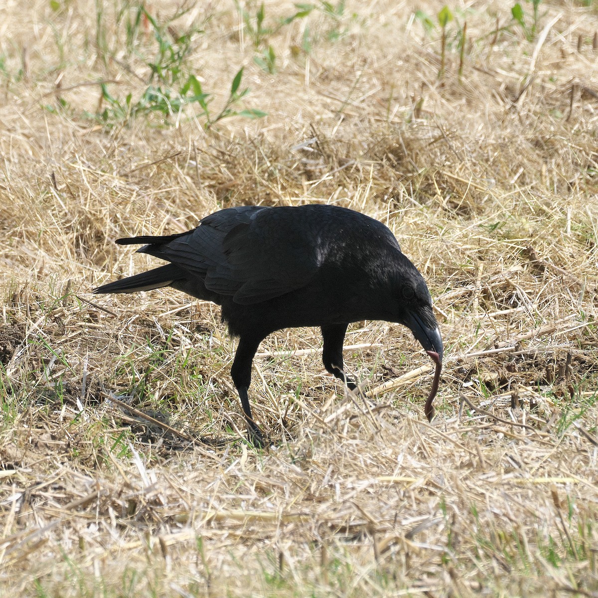 Corbeau à gros bec - ML620877420