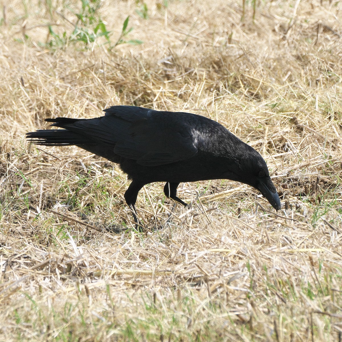 Large-billed Crow - ML620877421