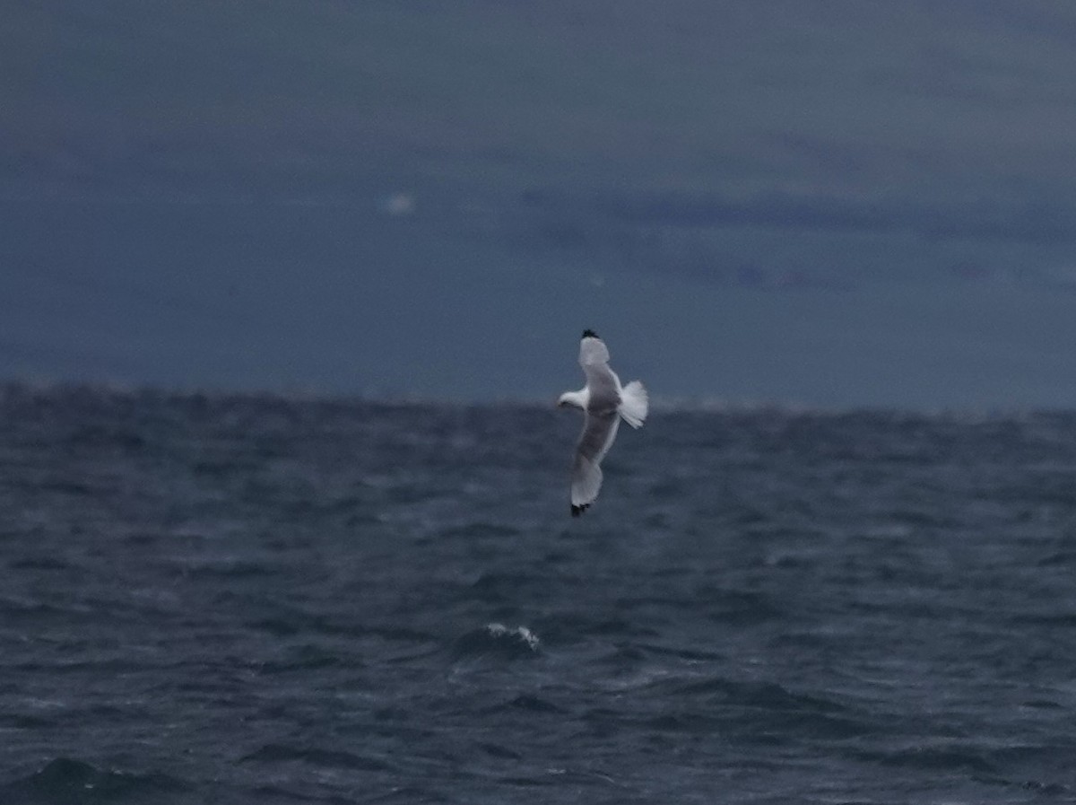 Black-legged Kittiwake - ML620877423