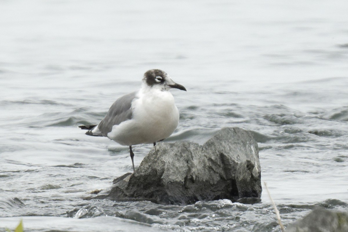 Franklin's Gull - ML620877425