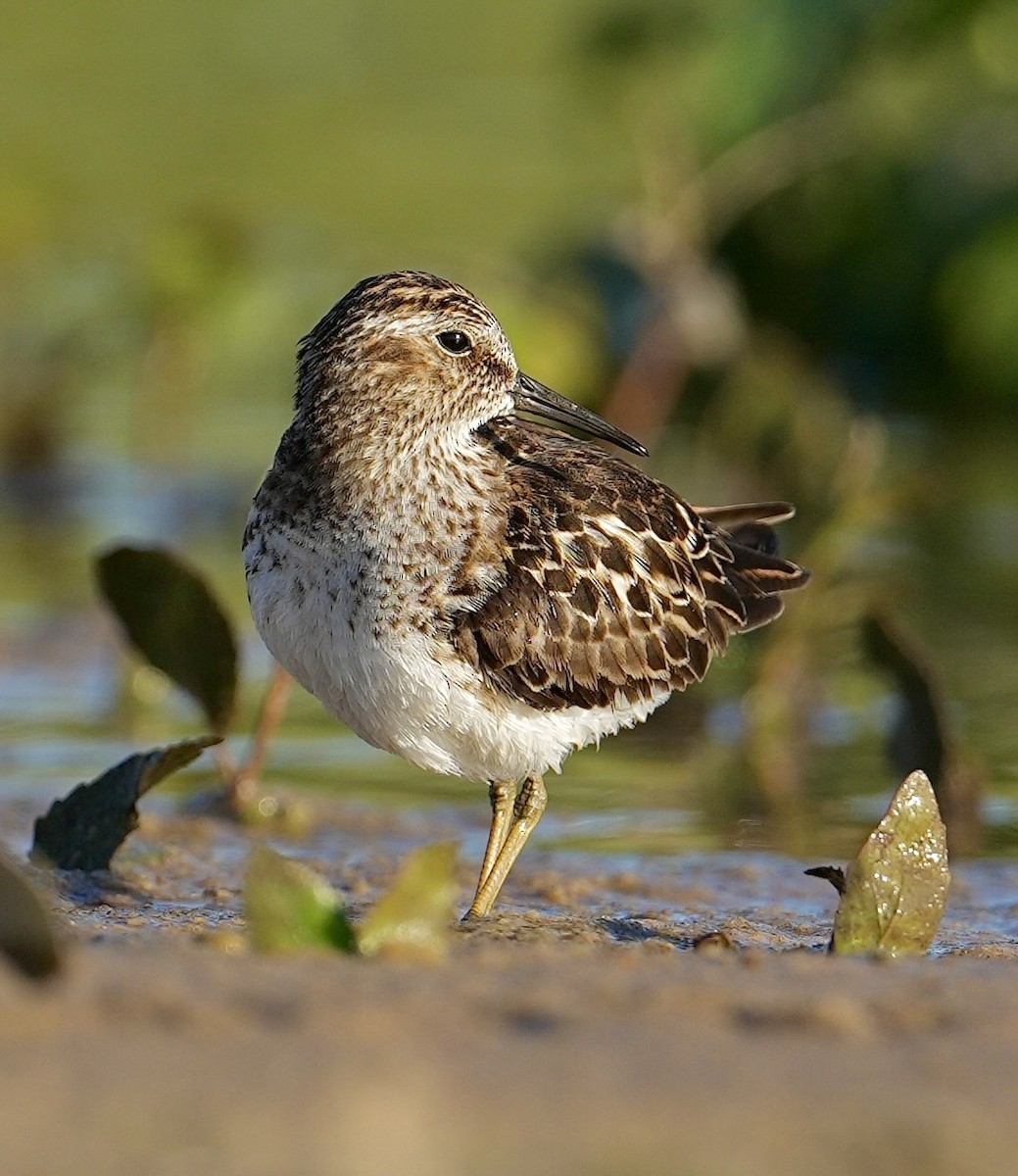 Least Sandpiper - ML620877426