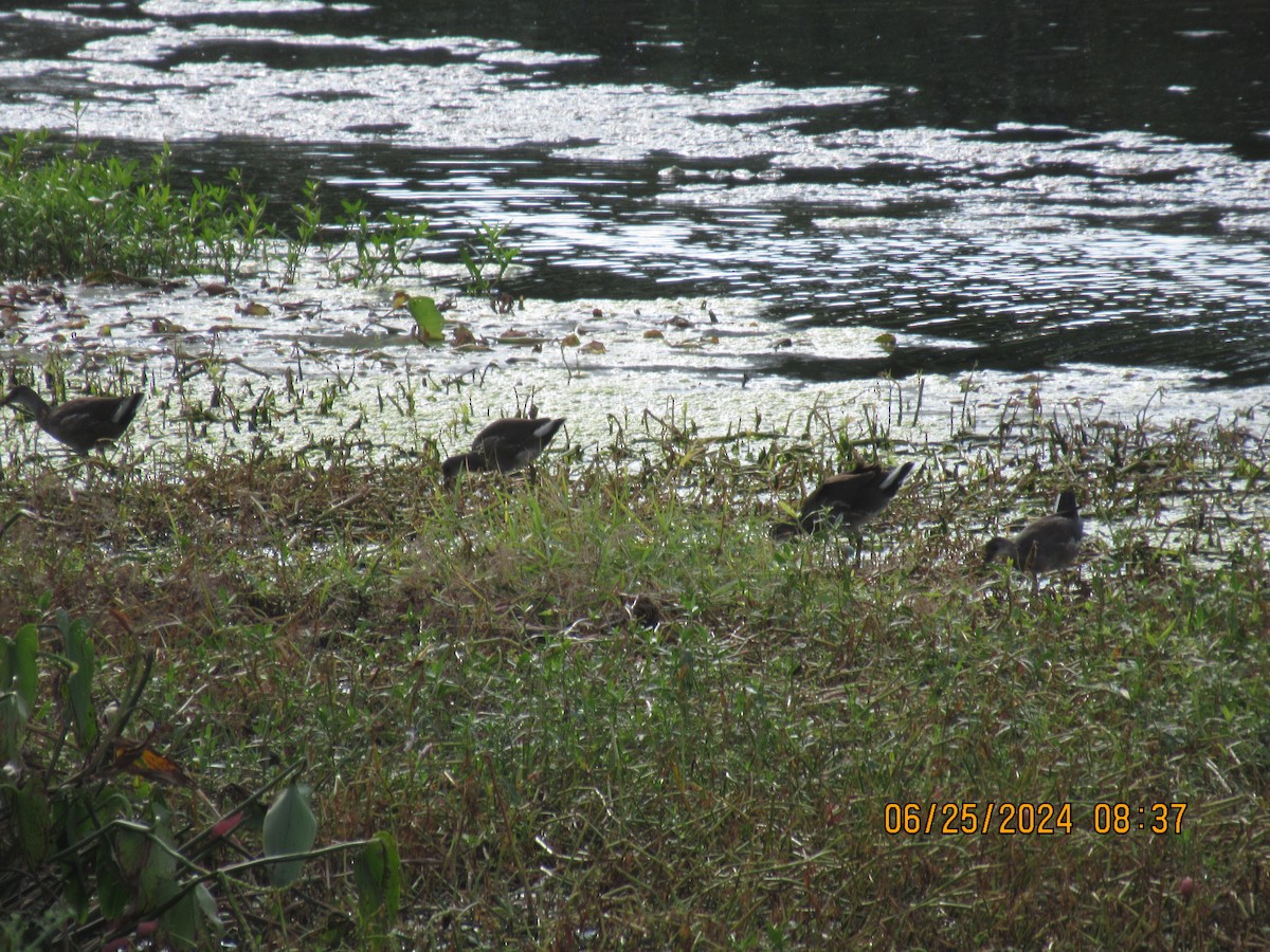 Gallinule d'Amérique - ML620877432