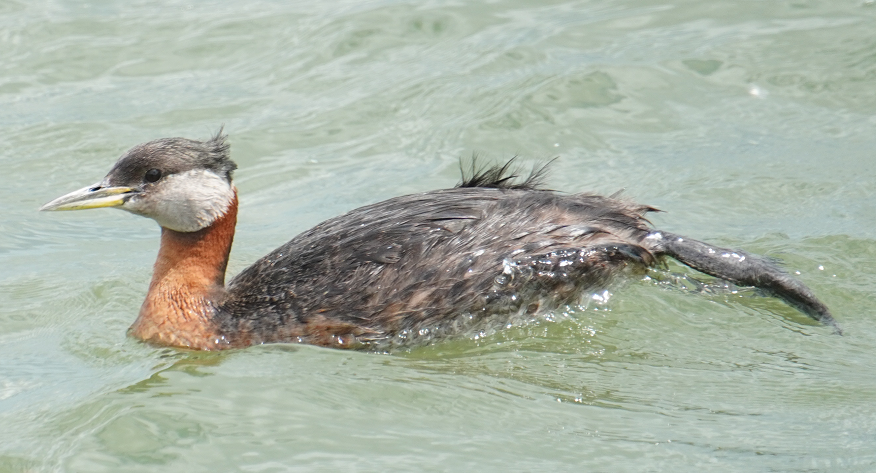 Red-necked Grebe - ML620877438