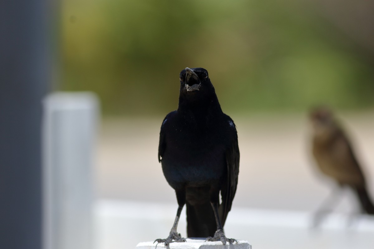 Boat-tailed Grackle - ML620877440