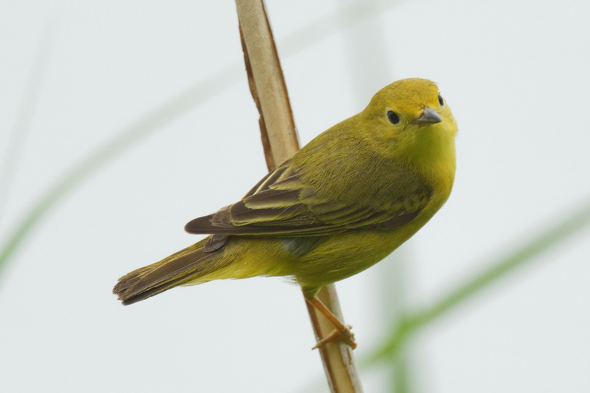 Yellow Warbler - ML620877449