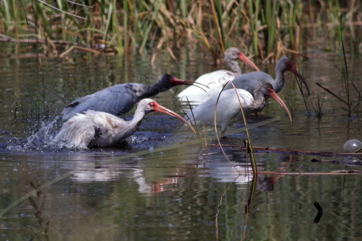 Ibis Blanco - ML620877451