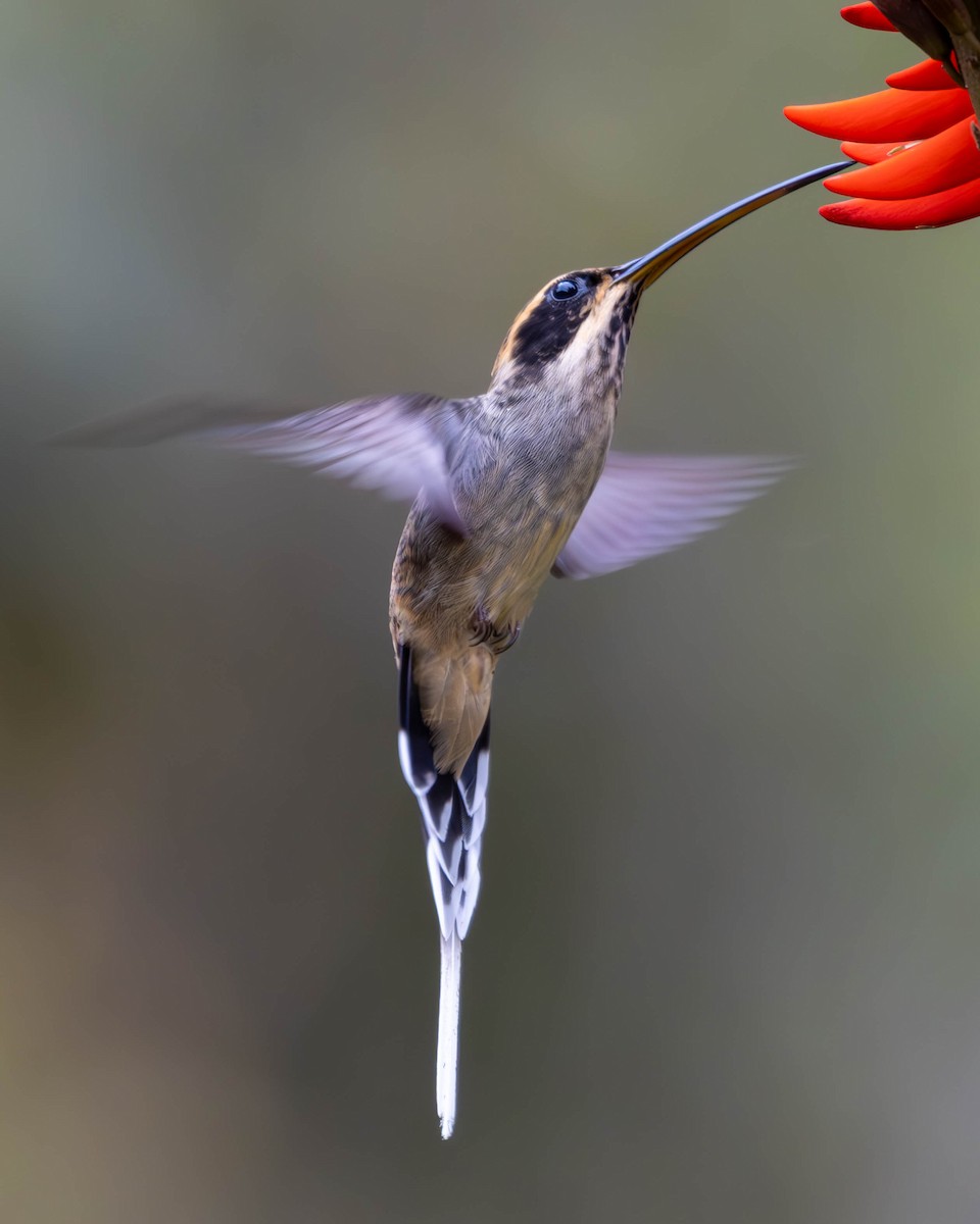 Scale-throated Hermit - ML620877454