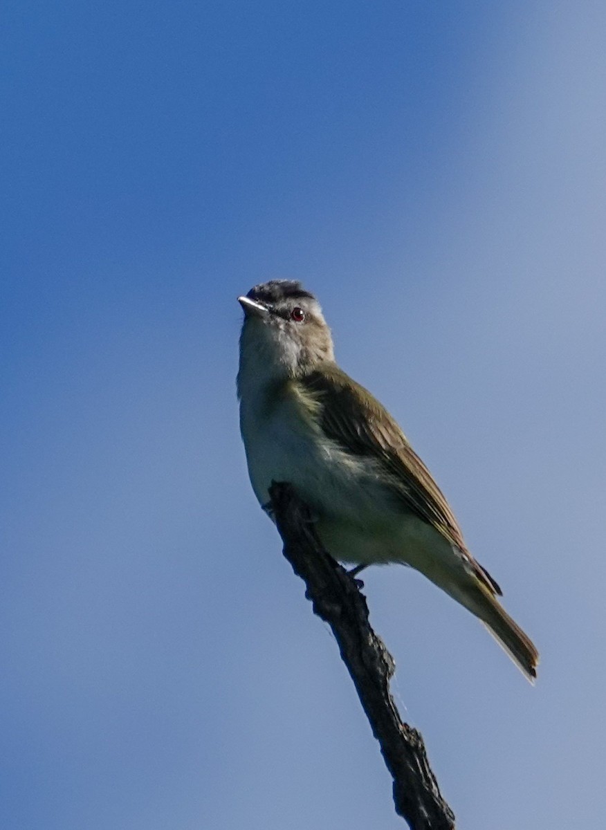 Red-eyed Vireo - Robert Holtkamp