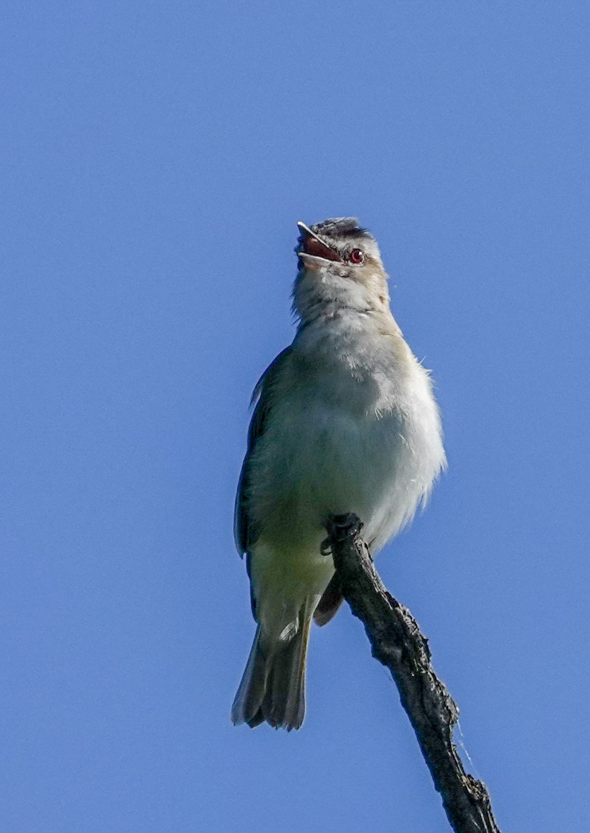 Vireo Ojirrojo - ML620877456