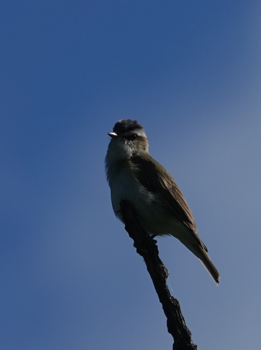 Red-eyed Vireo - ML620877458