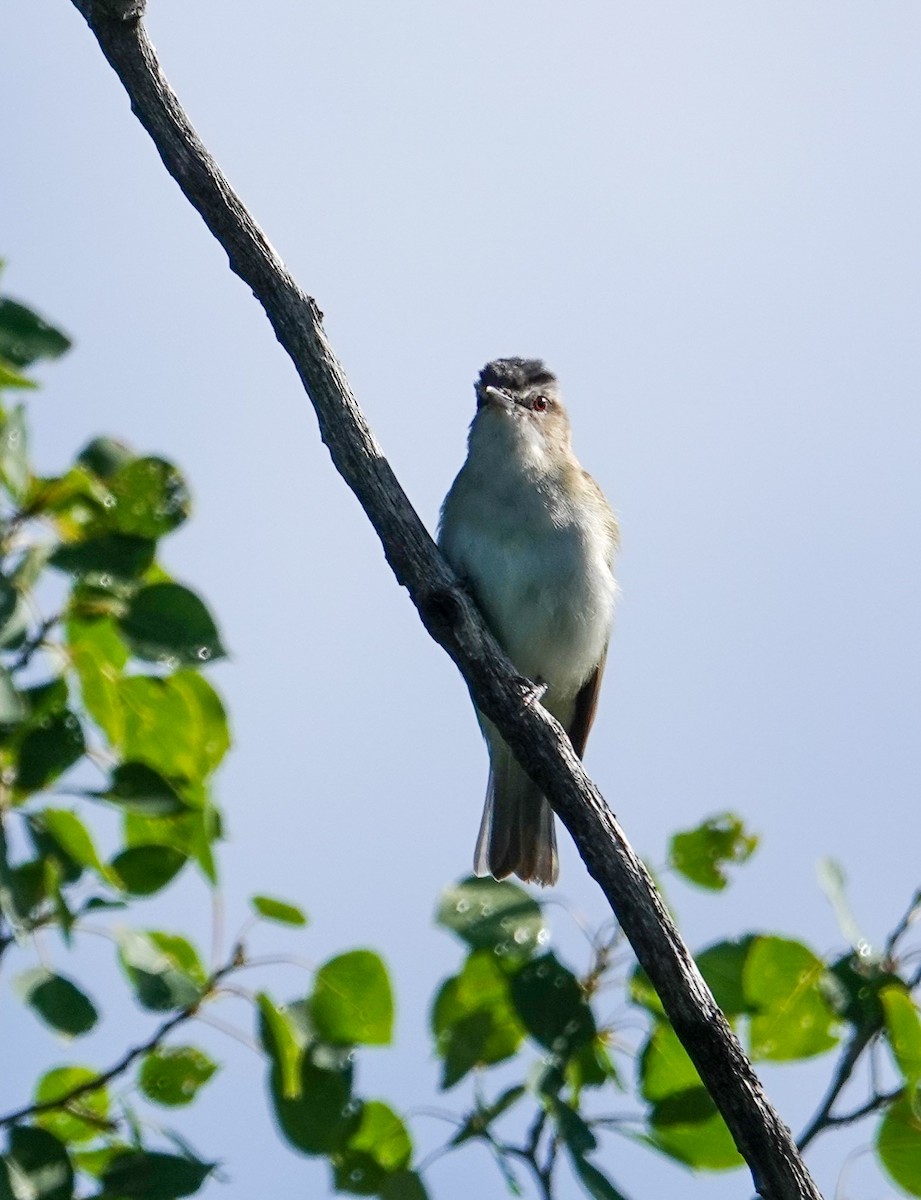 Red-eyed Vireo - Robert Holtkamp