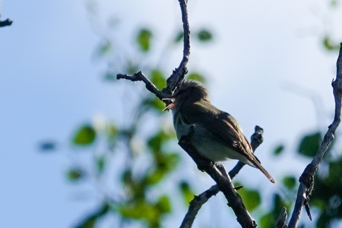 Rotaugenvireo - ML620877462