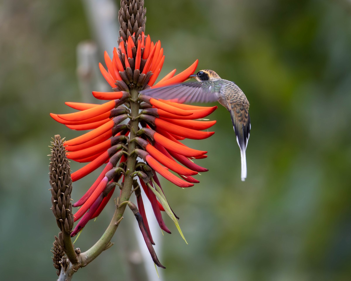 kolibřík šupinkohrdlý - ML620877464