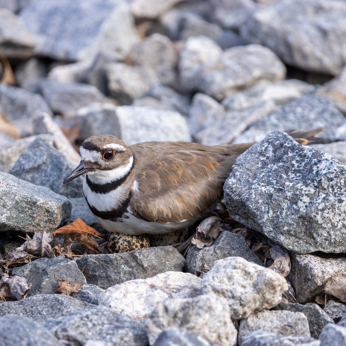 Killdeer - ML620877470