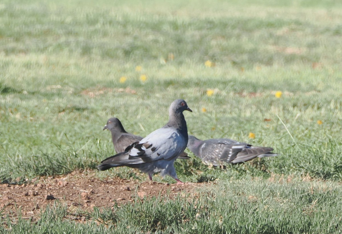 Rock Pigeon (Feral Pigeon) - ML620877478