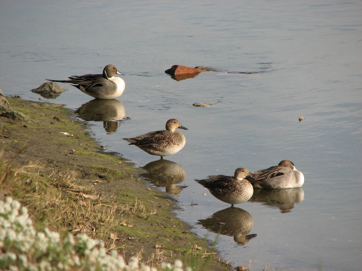 Northern Pintail - ML620877483