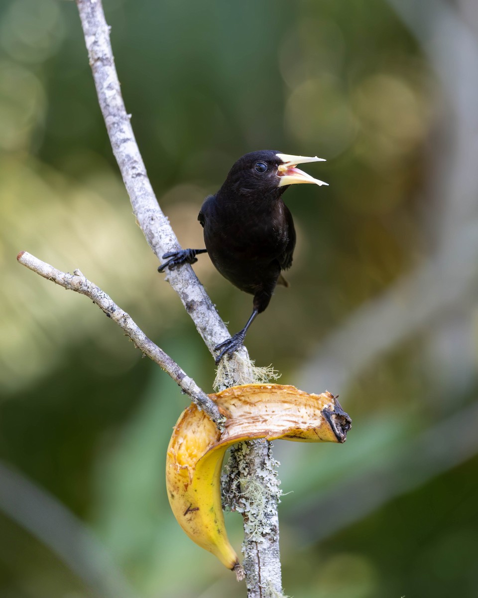 Red-rumped Cacique - ML620877484