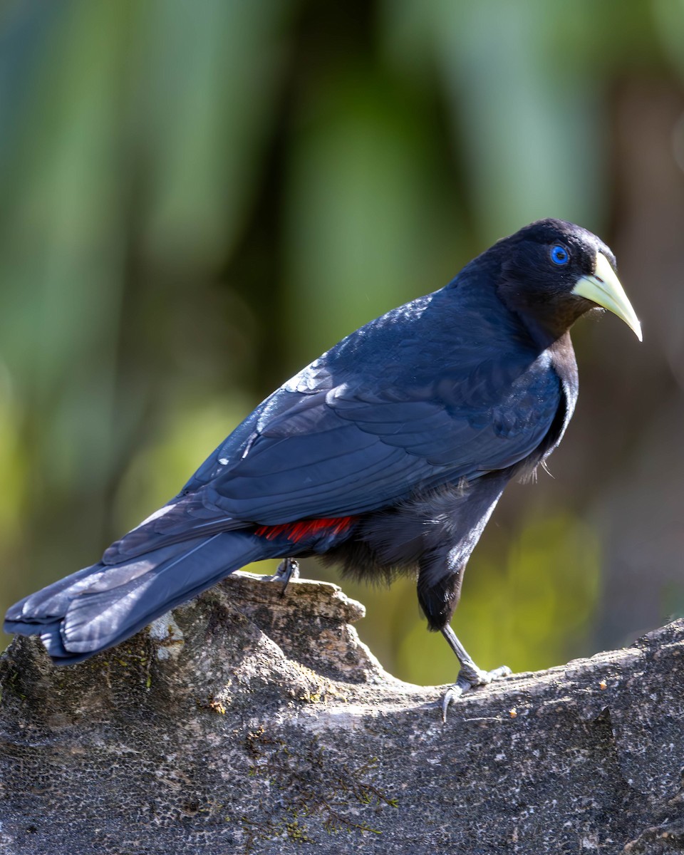 Red-rumped Cacique - ML620877486