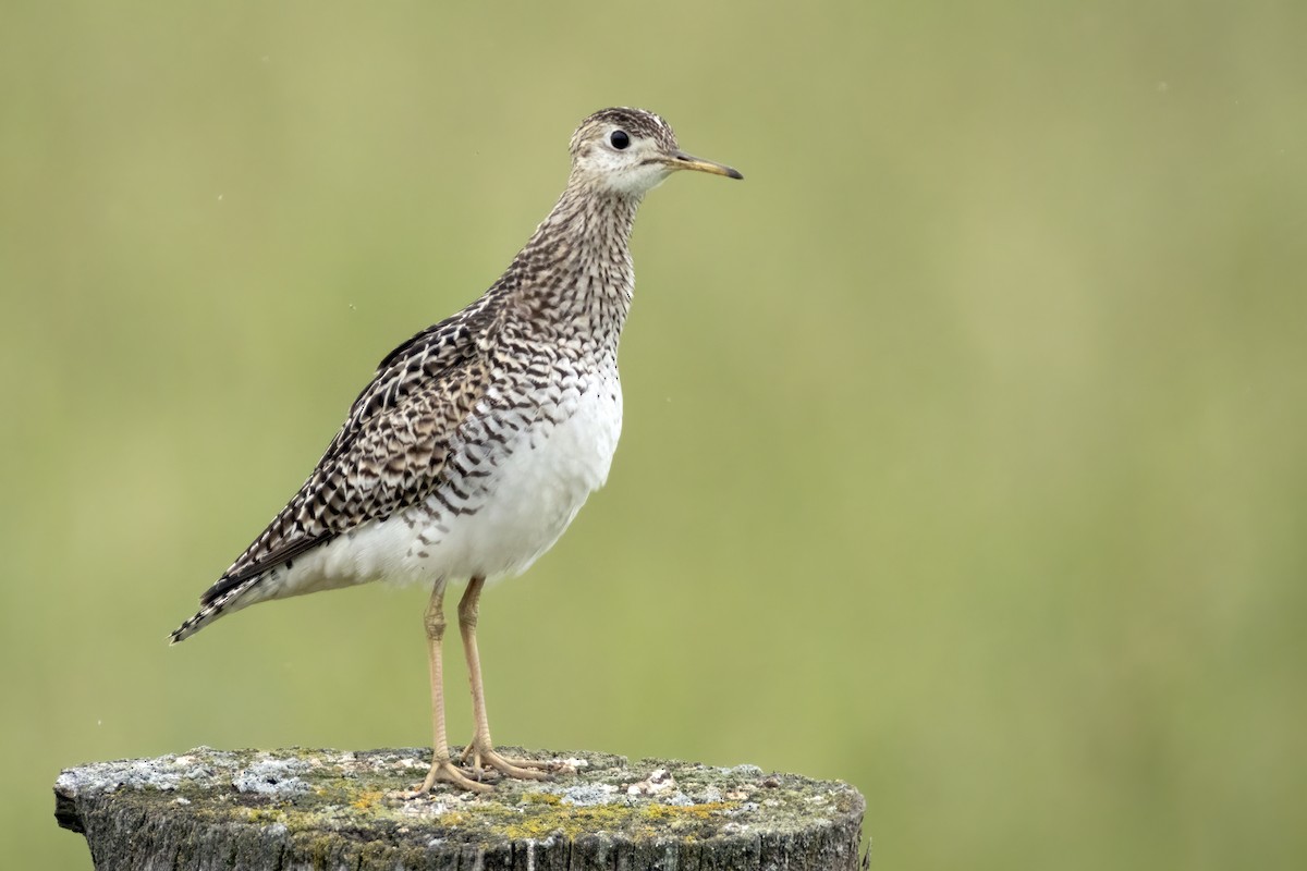 Upland Sandpiper - ML620877496