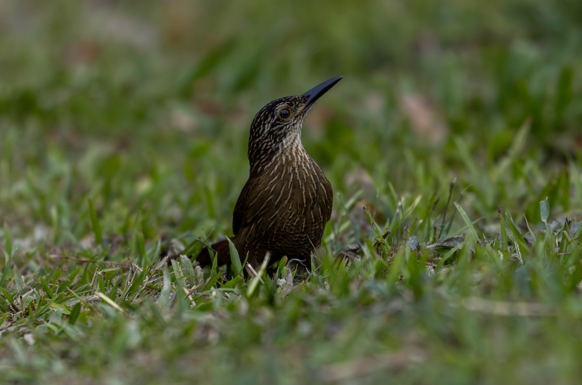 Planalto Woodcreeper - ML620877497