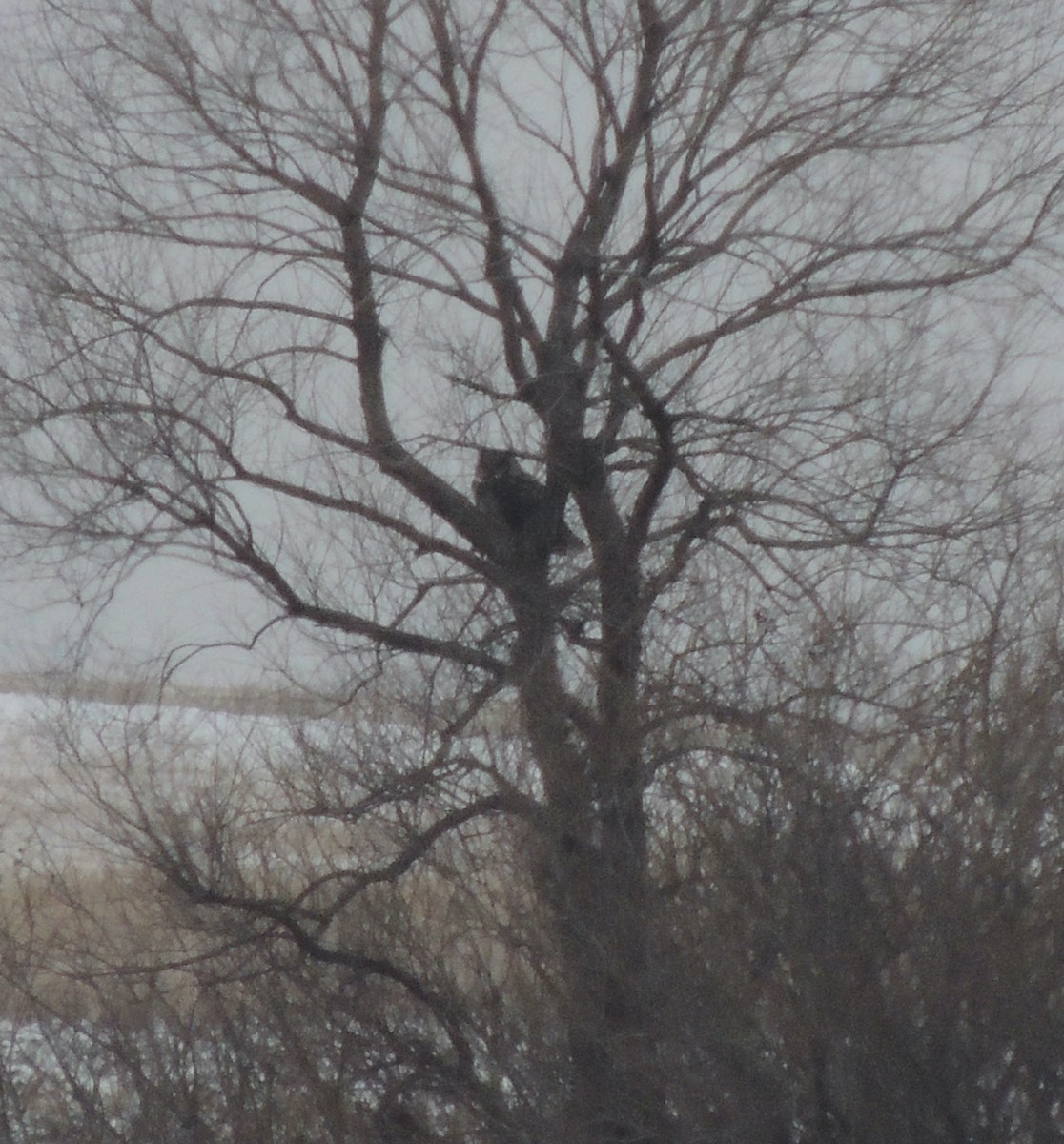 Great Horned Owl - ML620877500