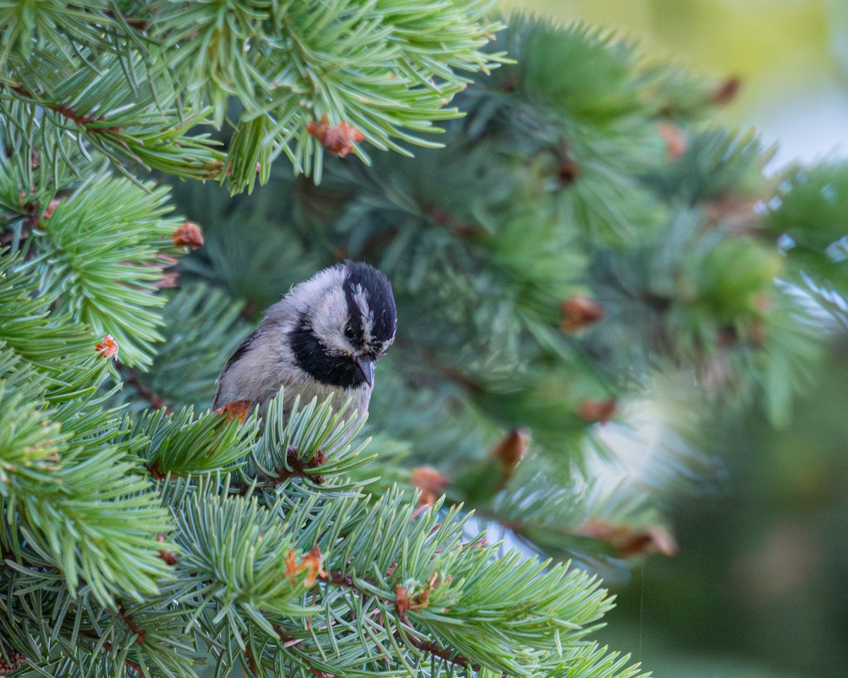 Mountain Chickadee - ML620877503