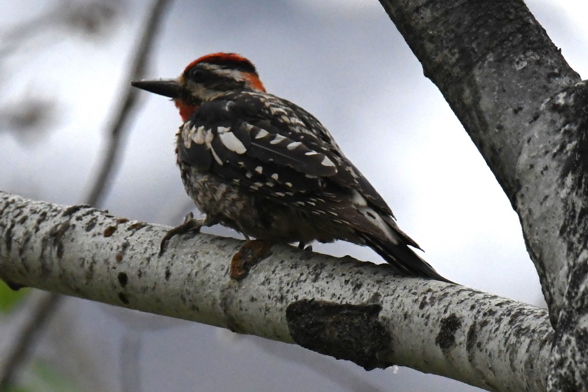 Red-naped Sapsucker - ML620877505