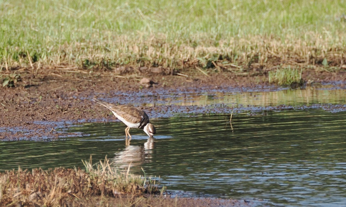 Killdeer - ML620877507