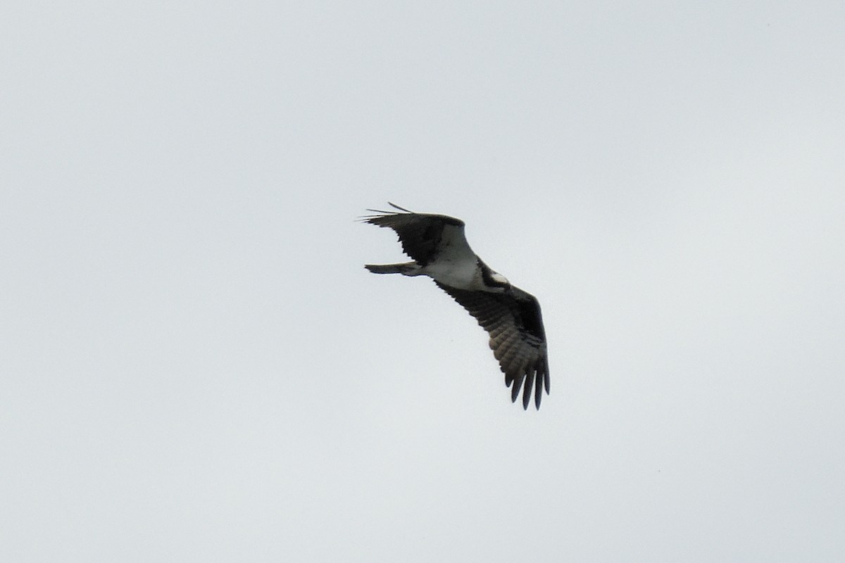 Águila Pescadora - ML620877510