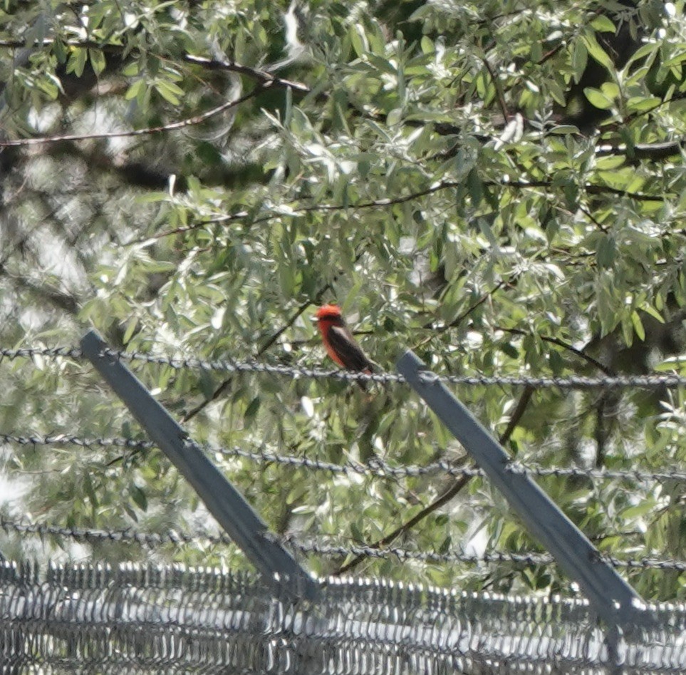 Vermilion Flycatcher - ML620877512