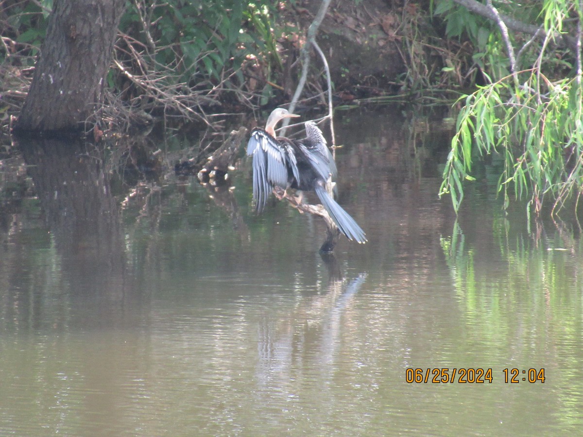 Amerika-Schlangenhalsvogel - ML620877513