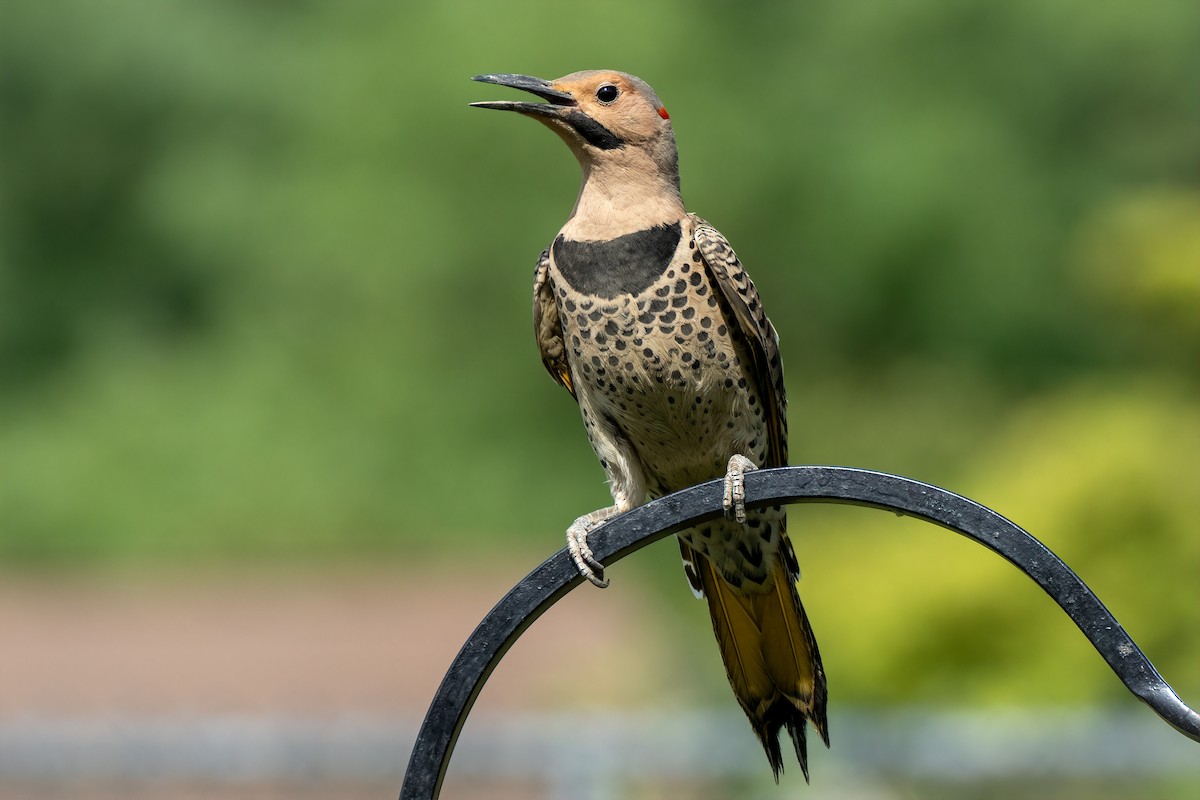 Northern Flicker - ML620877514