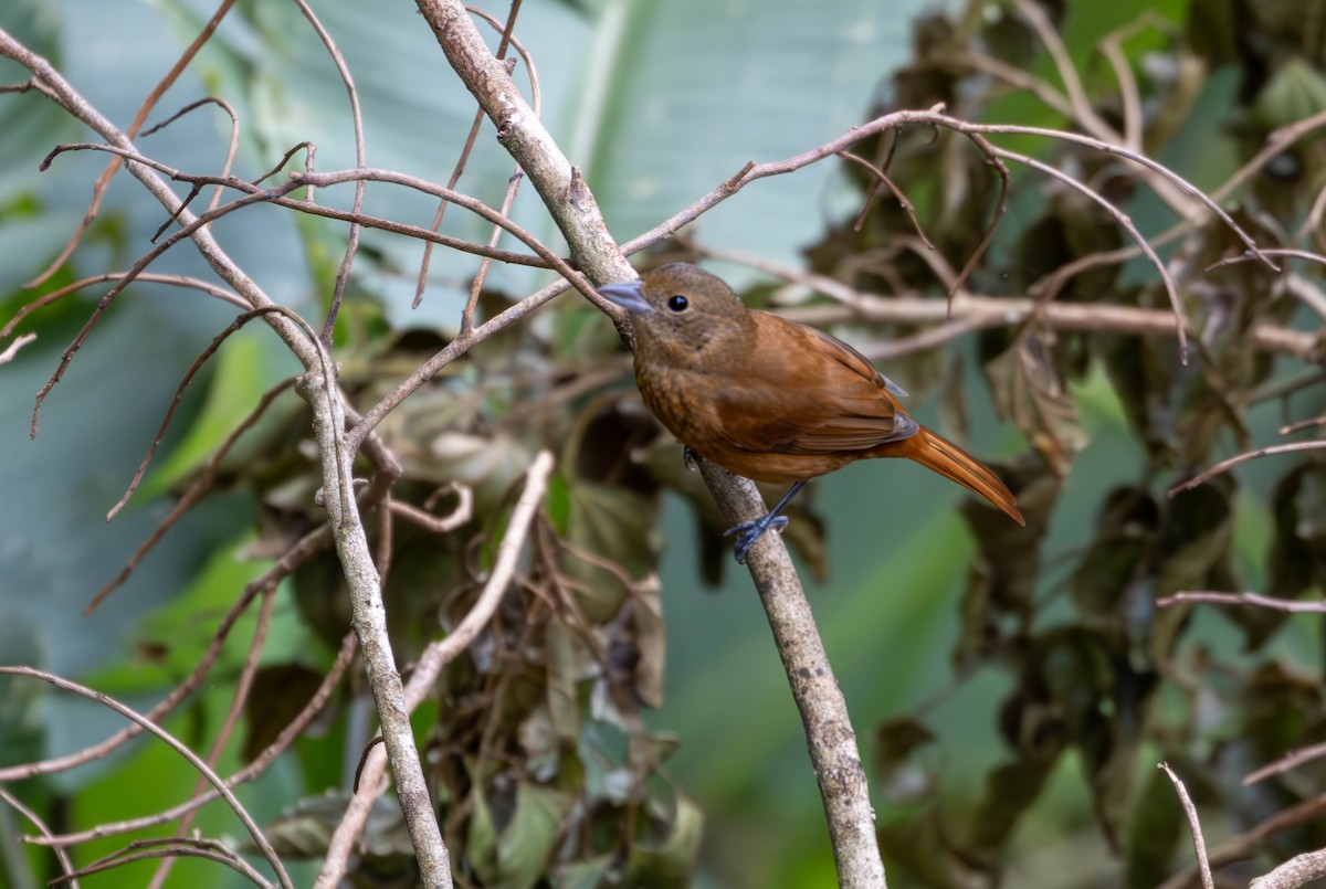 Ruby-crowned Tanager - ML620877515