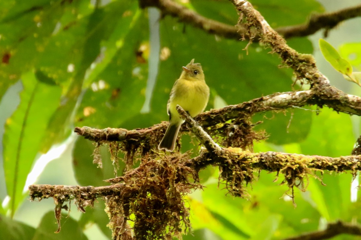 Tufted Flycatcher - ML620877518