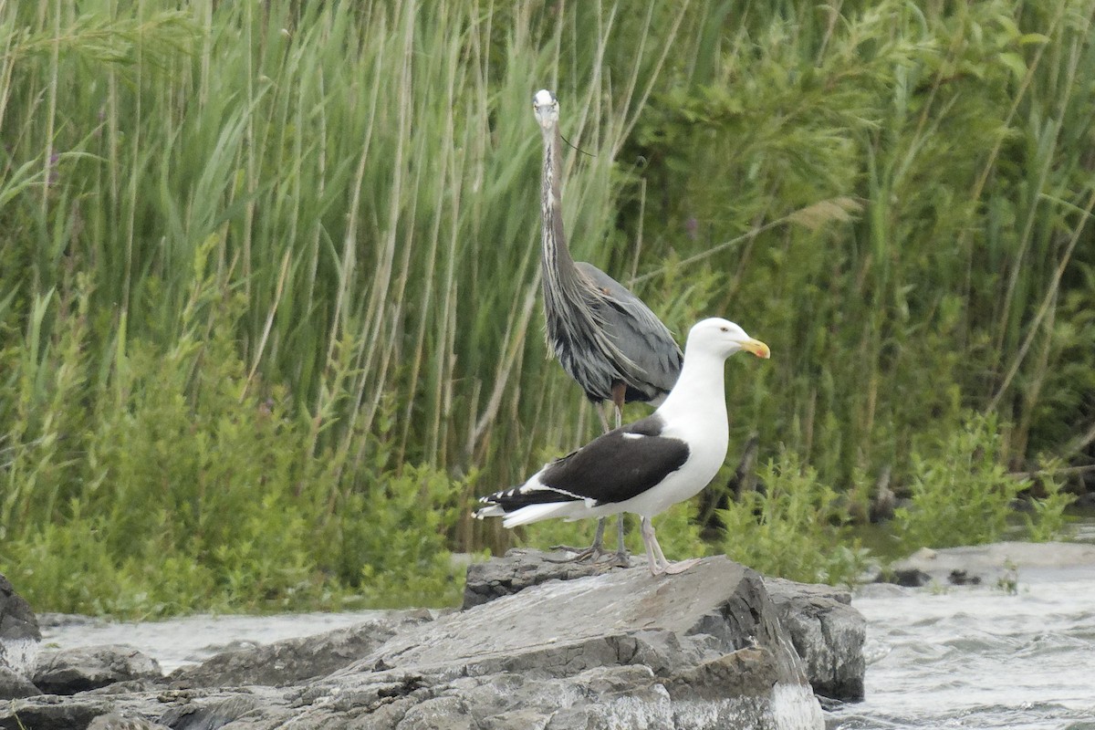 Great Black-backed Gull - ML620877519