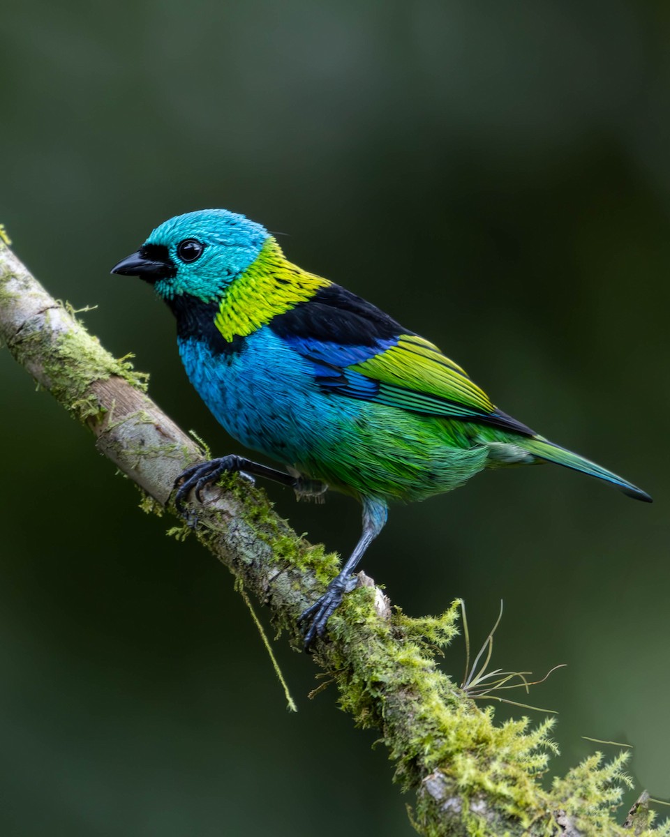 Green-headed Tanager - ML620877534