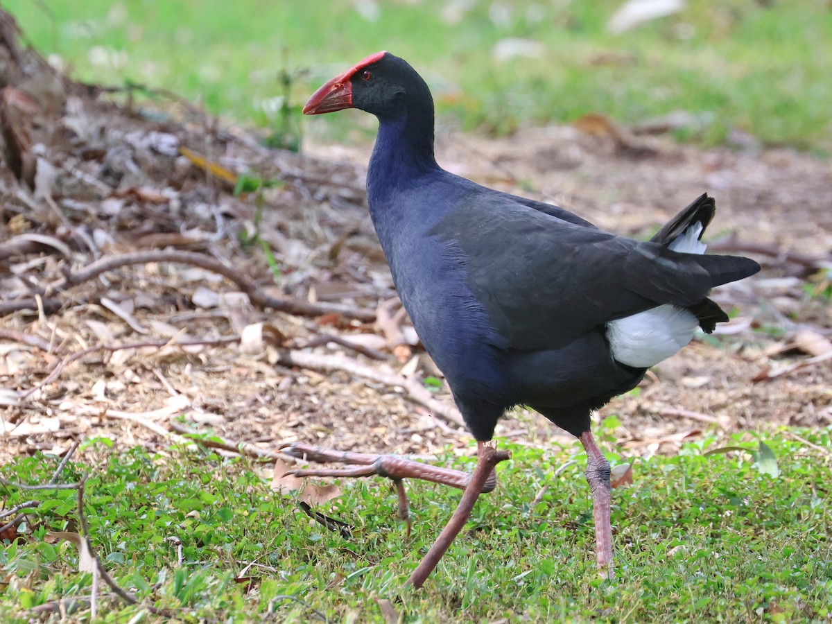 Australasian Swamphen - ML620877536