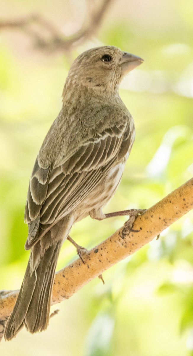 House Finch - Allan Spradling