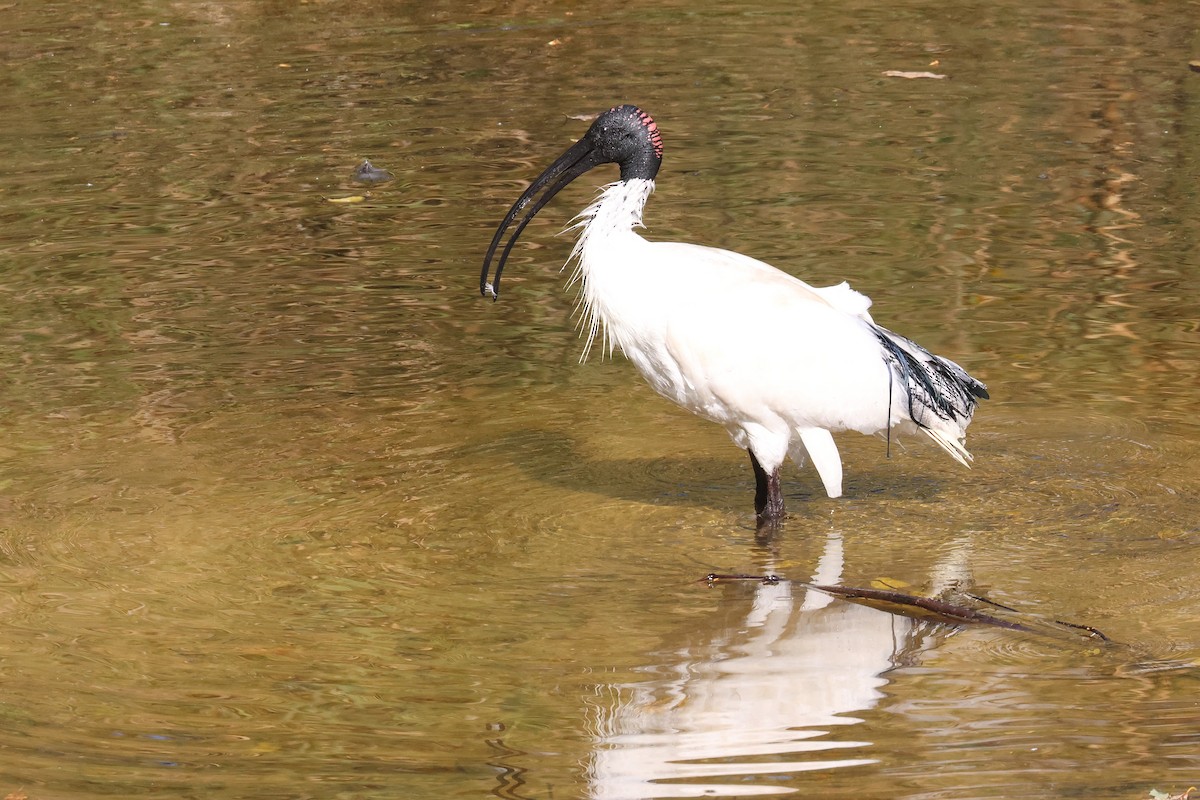 ibis australský - ML620877546