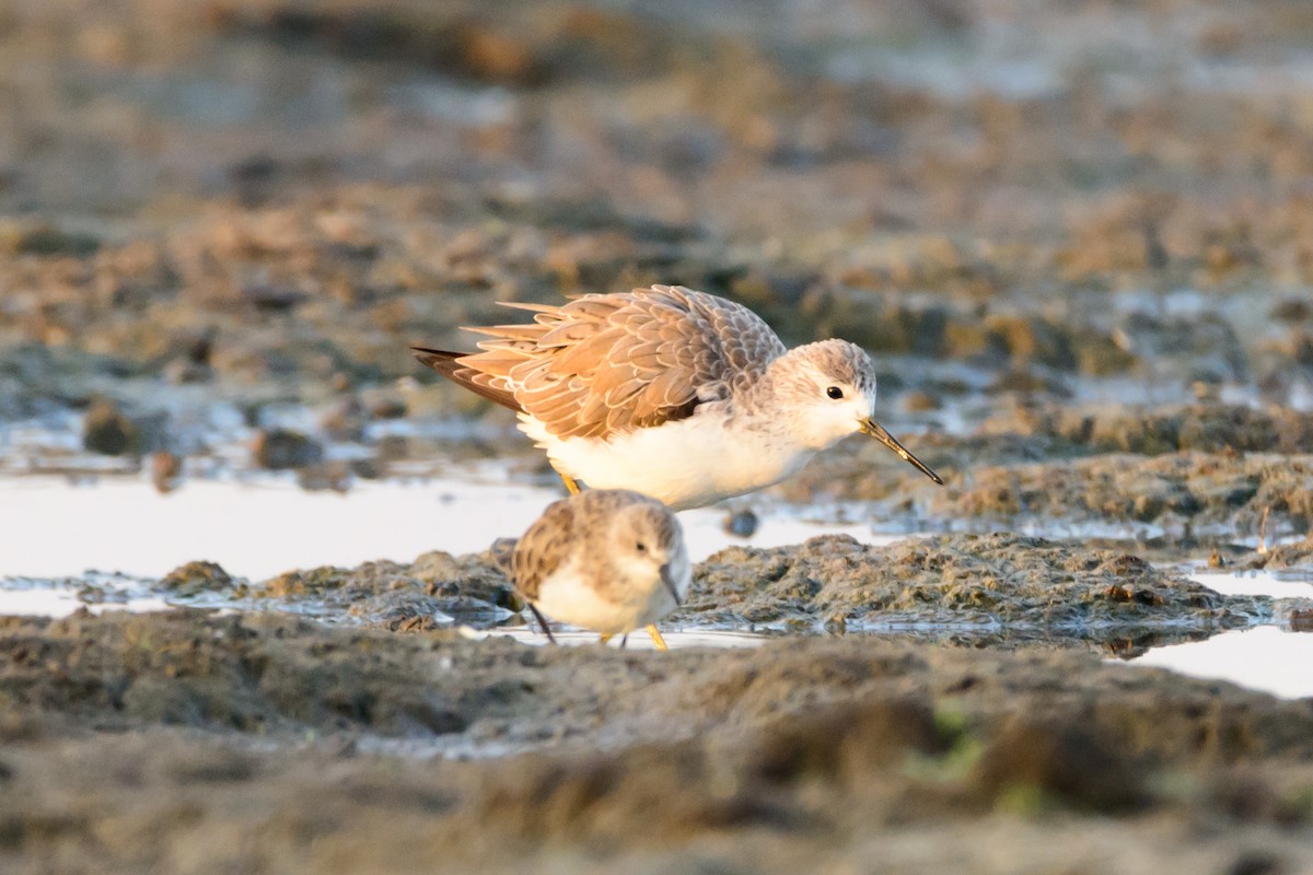 Marsh Sandpiper - ML620877548