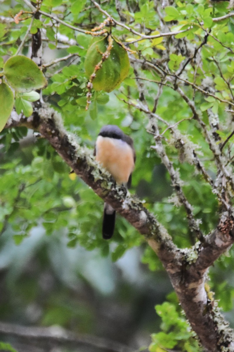 Dark-billed Cuckoo - ML620877549