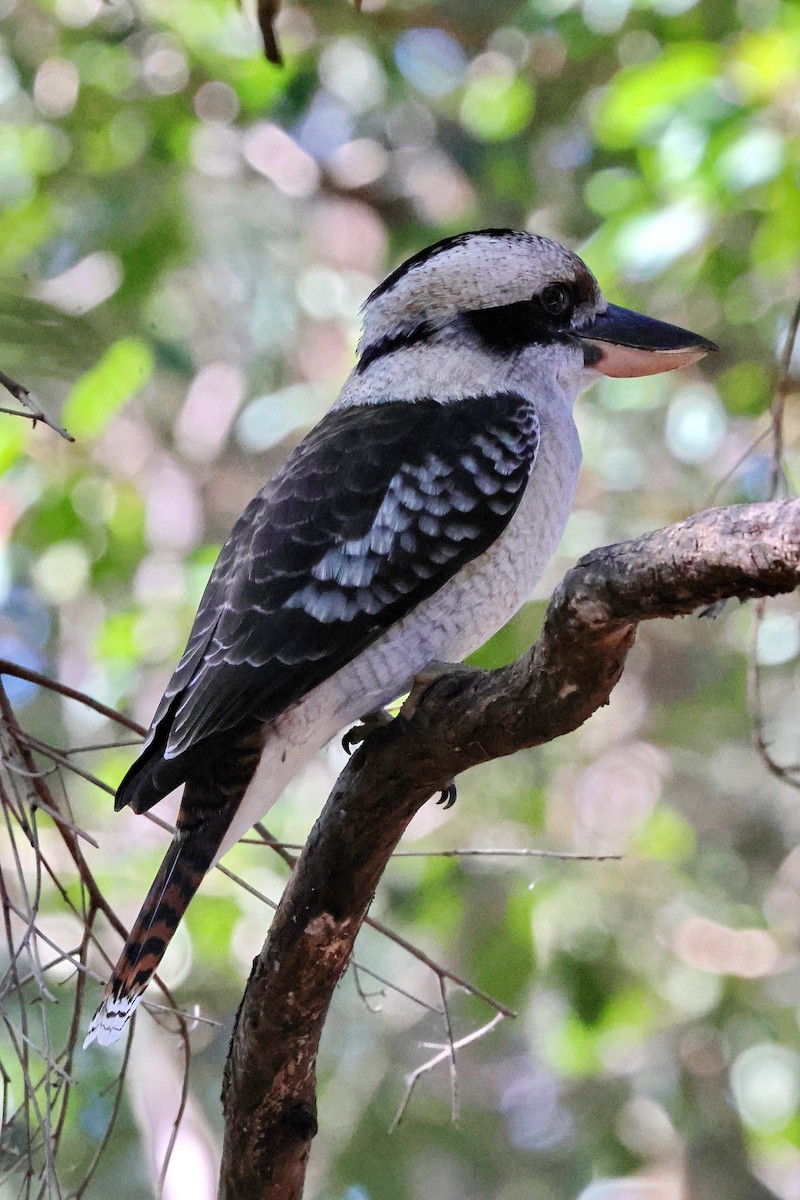 Laughing Kookaburra - ML620877550